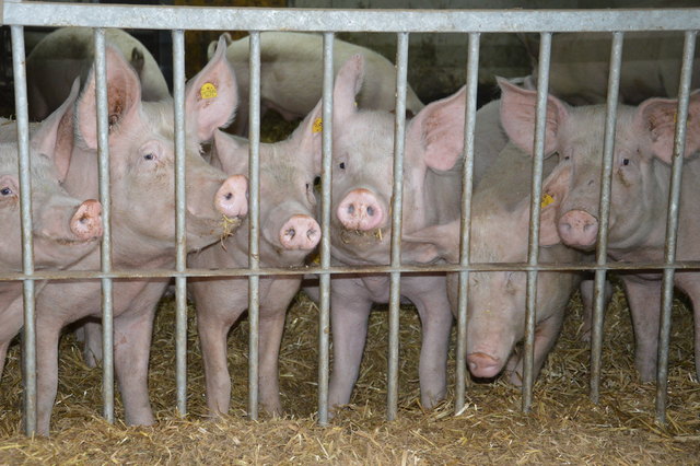 So eine Schweinerei: Bei Franz und seiner Gattin Brigitte fühlen sie sich sauwohl. Das spiegelt sich auch in der Fleischqualität wider.