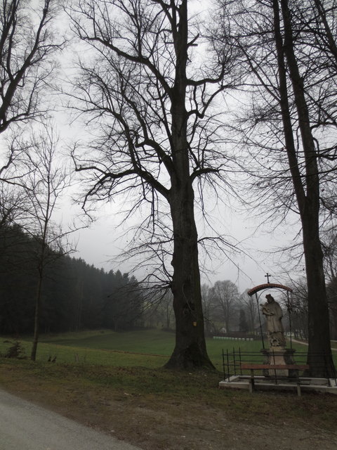 Die Linde am Weg zur Burg.