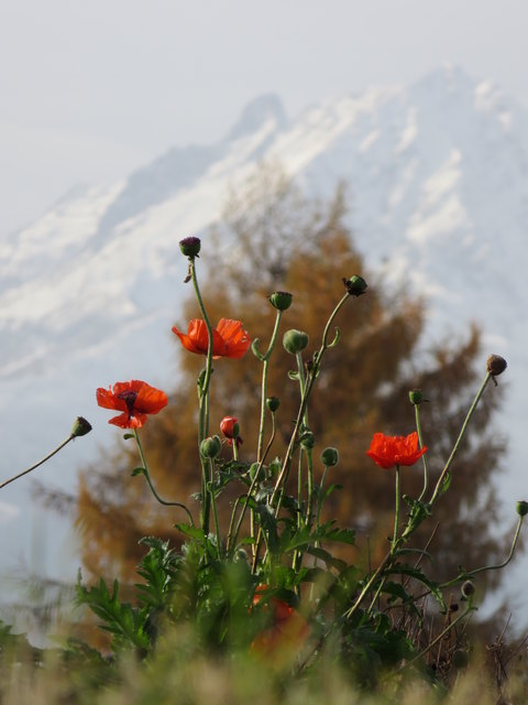 Sommer, Herbst und Winter auf einem Bild- und das Ende November! Eine außergewöhnlich späte Mohnblüte macht es möglich!