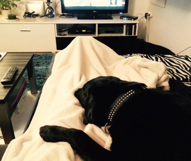 Kuscheln mit Frauchen