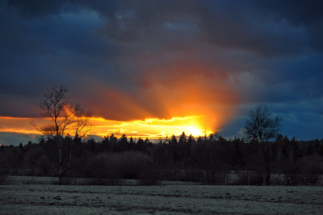 Aufnahmeort: Ibmer Moor