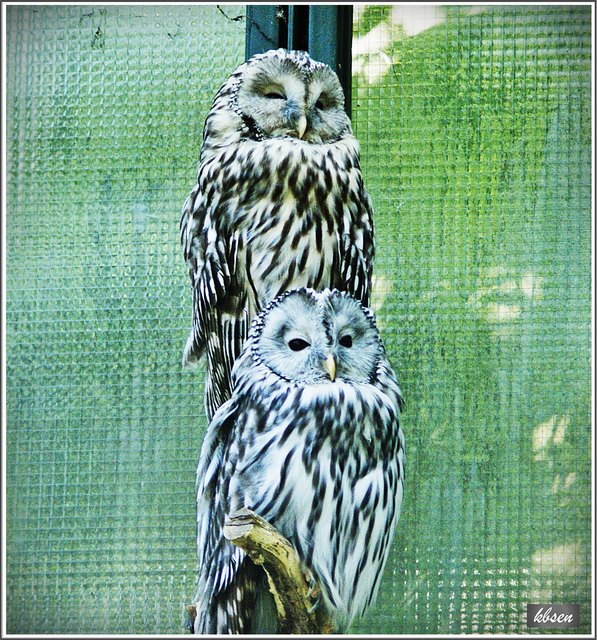 zwei "Komische" Käuze!!   Habichtskäuze