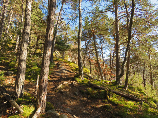 Einfach schön, so durch das Grün und die Sonne zu wandern