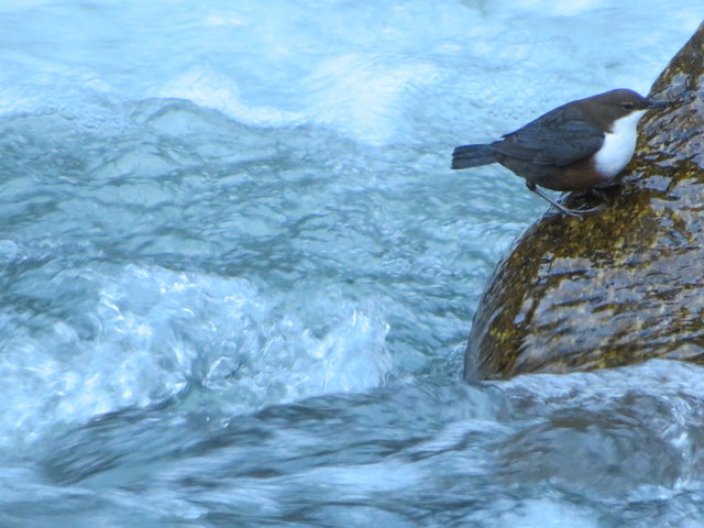 Man muss schon eine Wasseramsel sein, um sich hier ohne Schaden zu nehmen ins kalte Nass stürzen zu können. Ein bewundersnwerter kleiner Vogel!