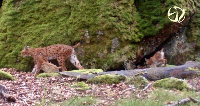 Luchsin Jiskra mit zwei Jungen. | Foto: Foto: ALKA Wildlife 2016