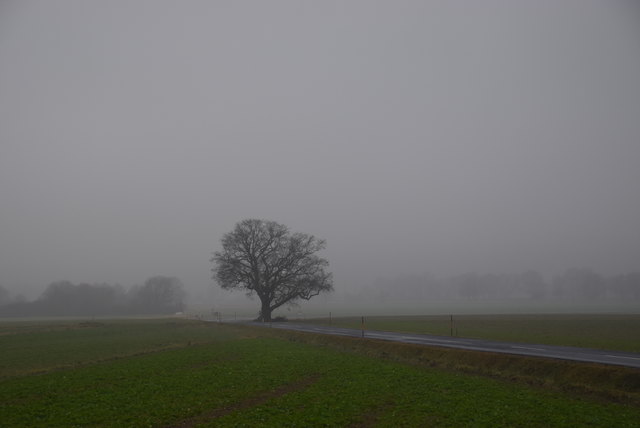 Aus dem Nebel bei Heiligenbrunn ragt die mächtige Stieleiche, die als Naturdenkmal und als eine Art natürliches Wahrzeichen des Dorfes gilt.