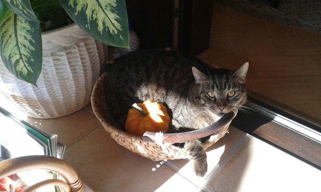 Auch Katzen kuscheln gern!