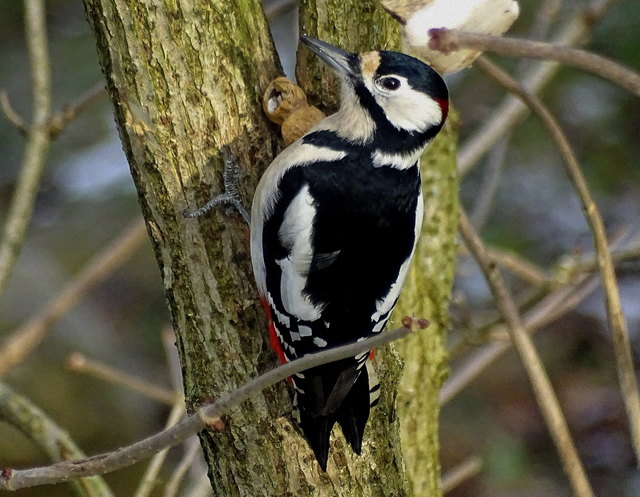 Der Specht ist klug. Er klemmt die Erdnuss in die Astgabel, und schon kommt er ohne Probleme zu den leckeren Kernen.