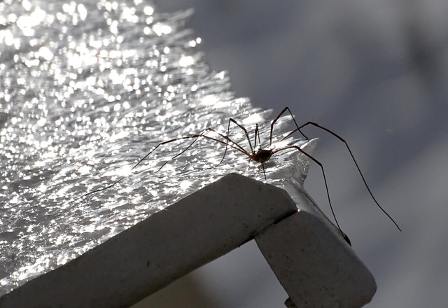 4 Paar Schlittschuhe bitte!