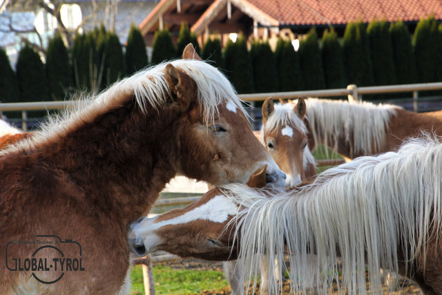 Gegenseitige Haflinger Fellpflege...