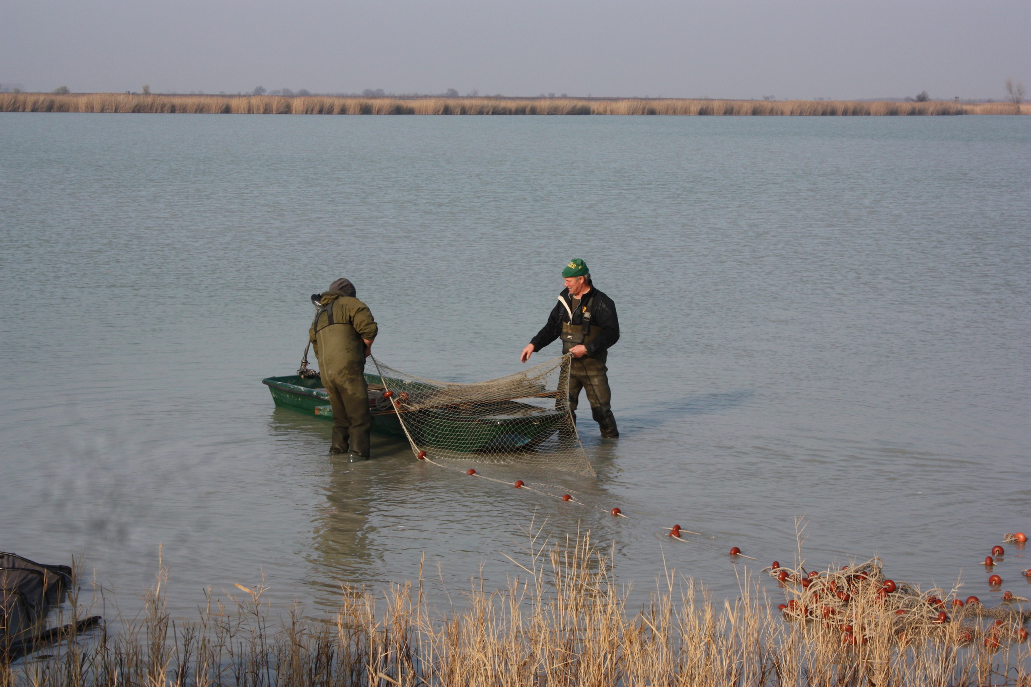 Abfischen am Darscho in Apetlon Neusiedl am See Abfischen am Darscho in Apetlon Neusiedl am See