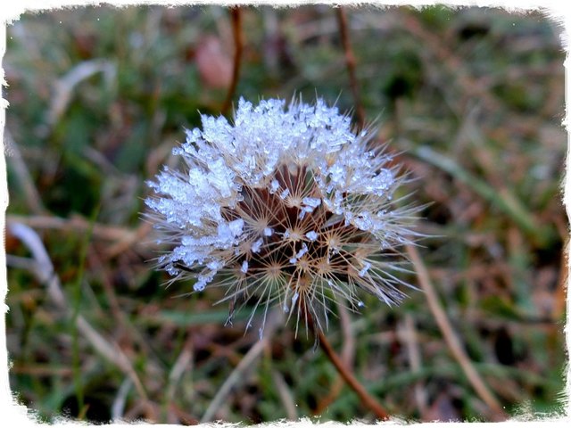 Dieses Blümchen darf nochmals blühen
