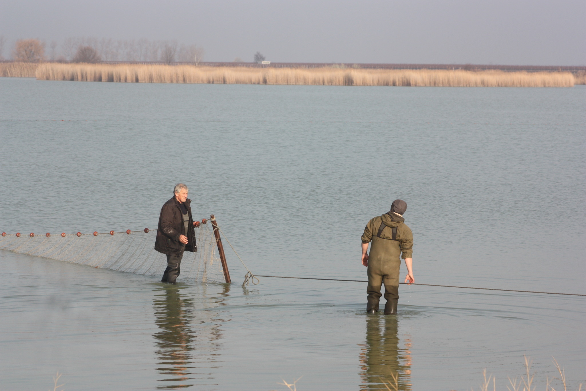 Abfischen am Darscho in Apetlon Neusiedl am See Abfischen am Darscho in Apetlon Neusiedl am See