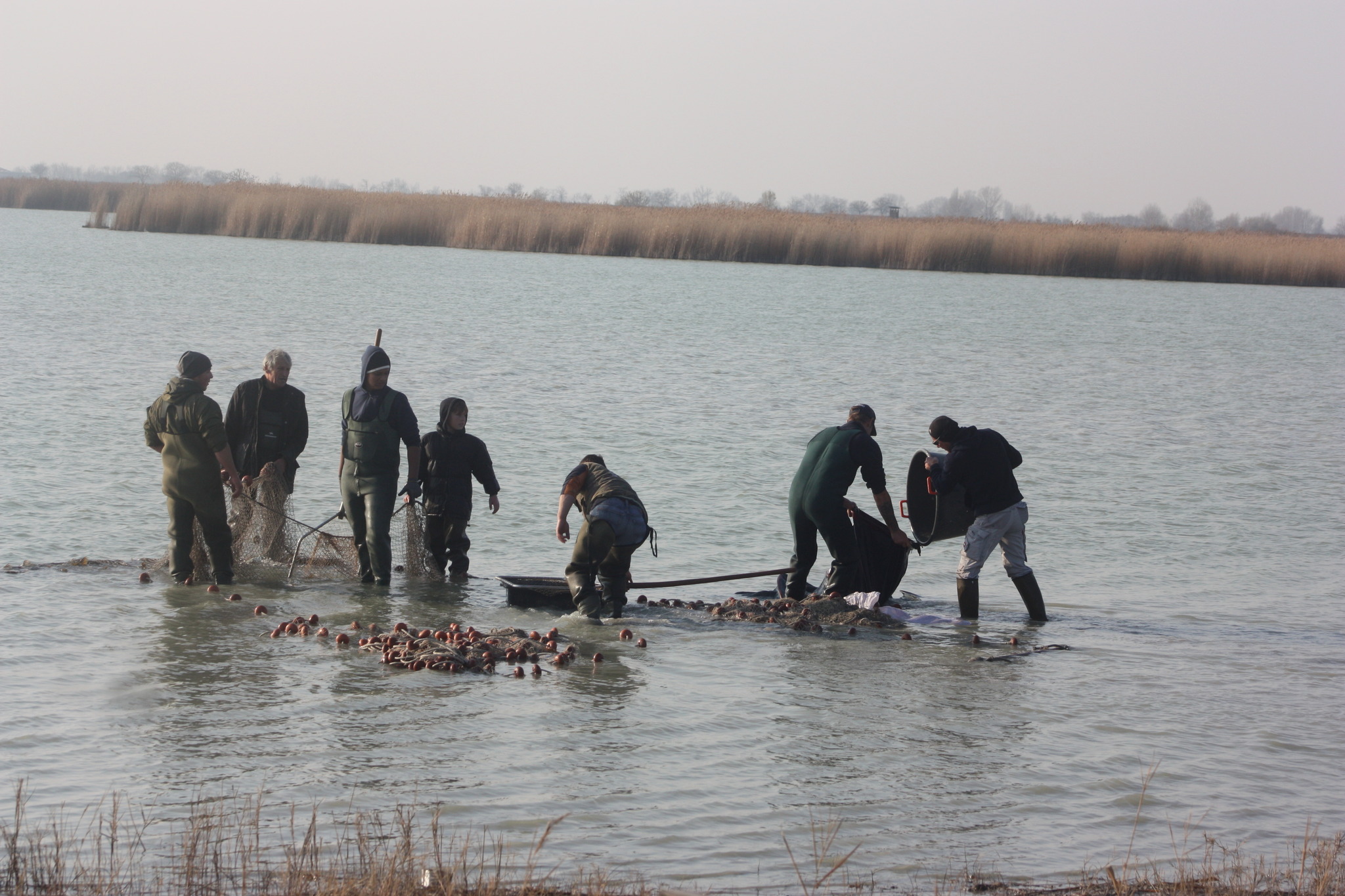 Abfischen am Darscho in Apetlon Neusiedl am See Abfischen am Darscho in Apetlon Neusiedl am See