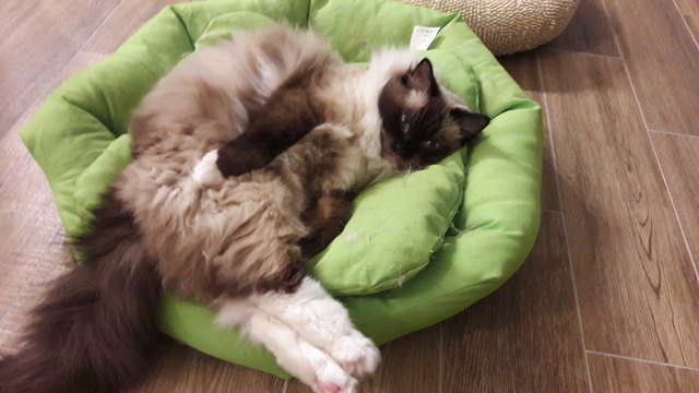 Kuscheln im warmen gemütlichen haus