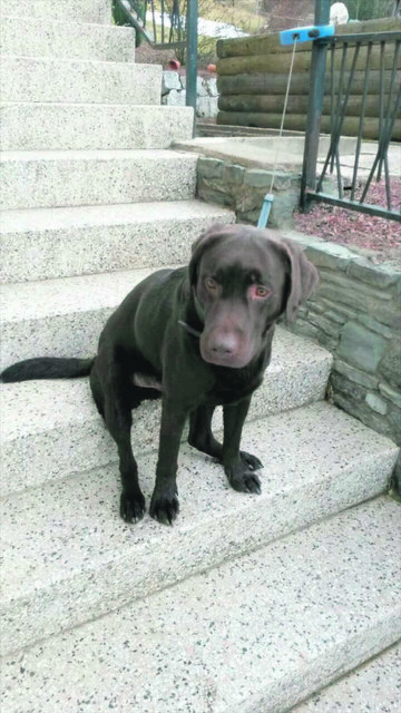 Labrador-Rüde „Duplo“ aus Weißkirchen genehmigt sich eine kurze Rast vor dem steilen Aufstieg. | Foto: David Marchl