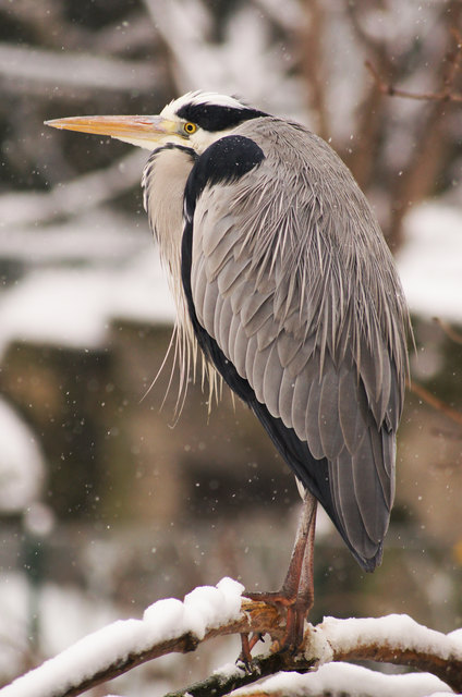 Vogel im Winter