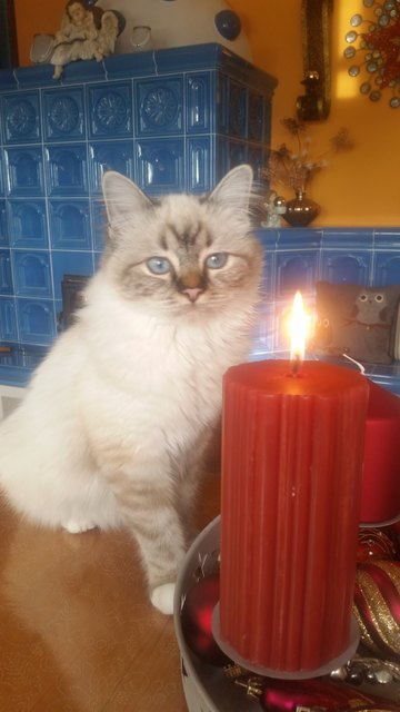 Luna liebt die Adventzeit