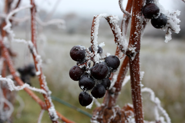 Winterer und Frost im Weingarten - das Jahr geht zu Ende