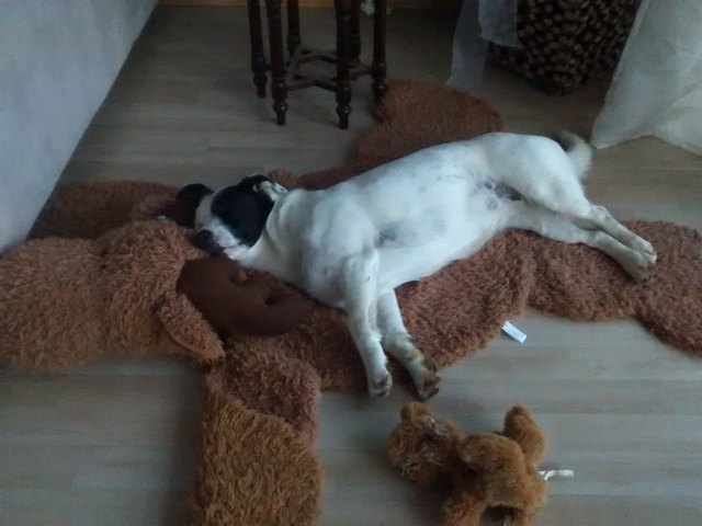 Kuschelzeit mit meinem Elch