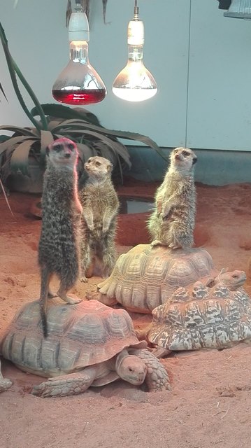 Kuschelzeit - auch mit (artfremden) Freunden, um näher an die Wärmequelle zu gelangen