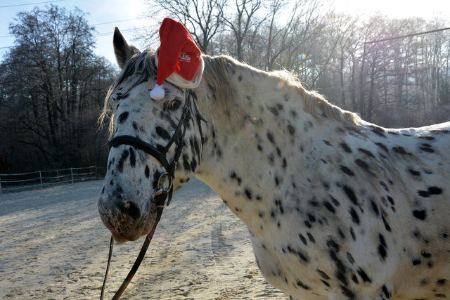 Das Weihnachtsreiten findet am 18. Dezember am Leiterhof in Ranshofen statt.
