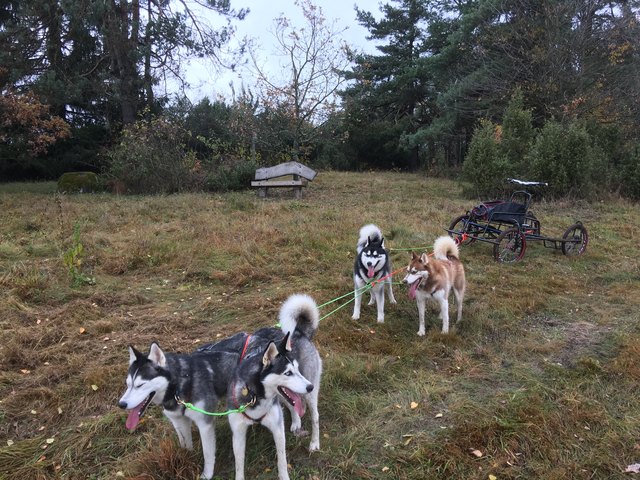 Trainiert wird nur unter 10 Grad Celsius | Foto: KK