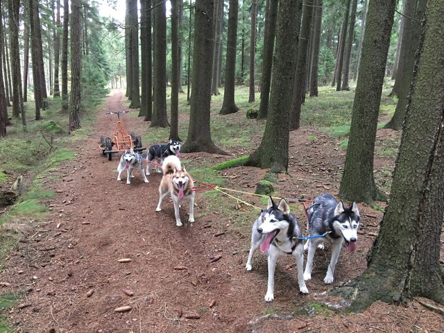 Die Huskys sind eingespannt und warten auf ihr Training | Foto: KK
