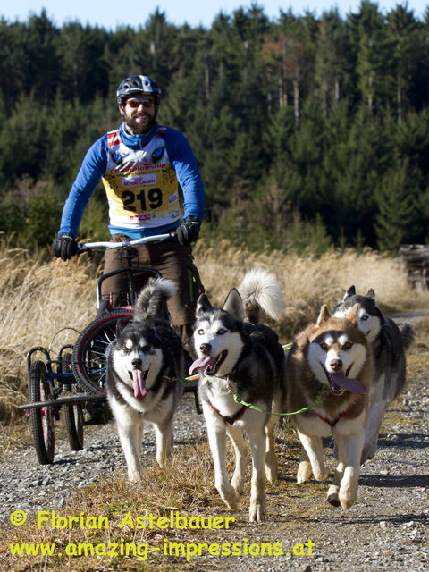 Vierter Gesamtplatz nach drei Renntage in der Teamwertung und damit bestes österreichisches Team bei den Europameisterschaften im Hundeschlittenrenn in Ottenschlag vom 17. bis 20. November 2016 | Foto: Florian Astelbauer