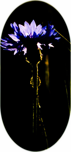 Kornblume im untergehenden Sonnenlicht........