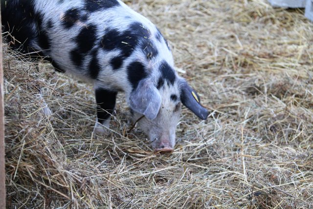 Schweinchen, Tiere, Adventmarkt, Christkindlmarkt, Karlsplatz, Resselpark, Wien