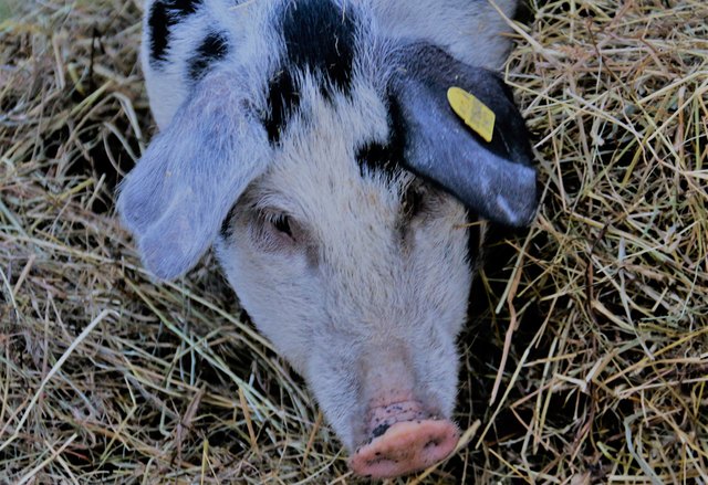 Schweinchen, Tiere, Adventmarkt, Karlsplarz, Wien