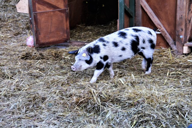 Schweinchen, Tiere, Kunsthandwerksmarkt, Resselpark, Karlsplatz, Wien