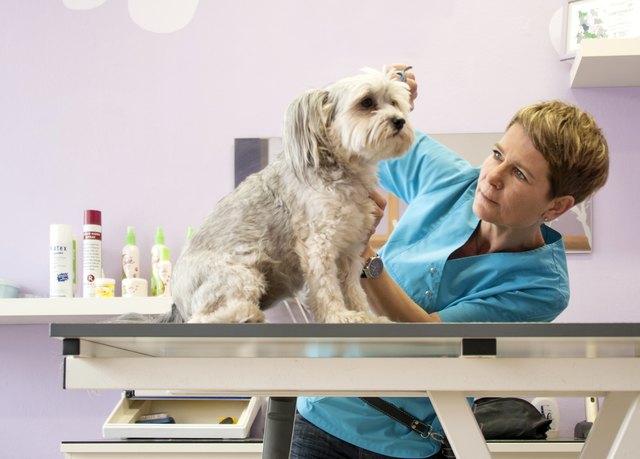 Tanja Vrana putzt Hunde für das Weihnachtsfest heraus. | Foto: privat