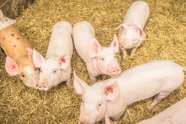 Bio-Schweine im Stall des Lamplguts.