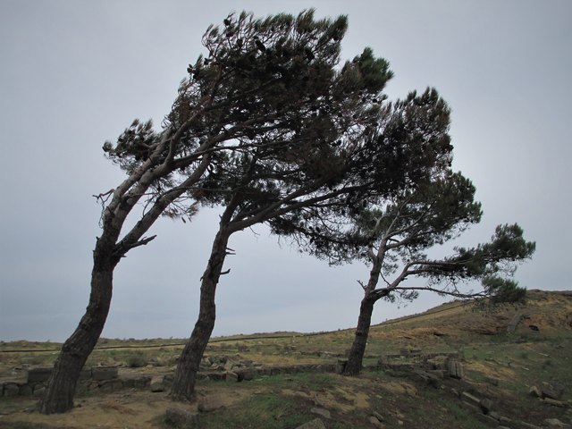 Nicht nur die Bäume sind vom Winde verweht, auch mich hat der Wind fast verweht...