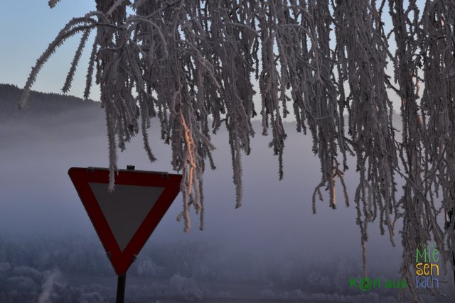 Raureif am Schloffereck bei Miesenbach