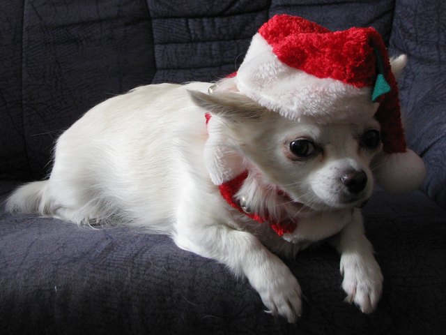 So Entspannend kann Weihnachten, sein. Mein Name ist Sissy.