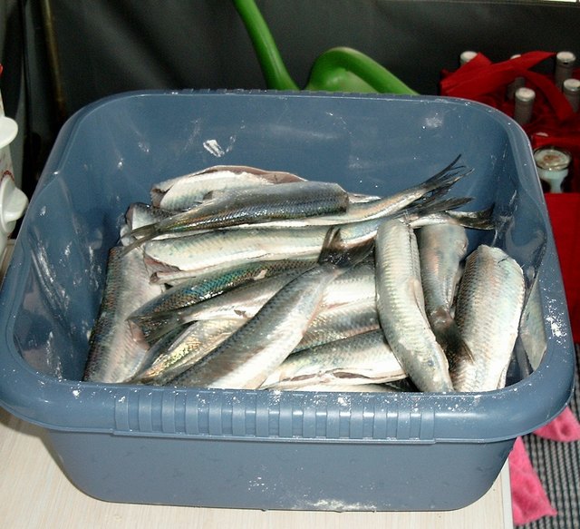 Hering, Matjes, Rollmops Fasten mit Fisch Burgenland