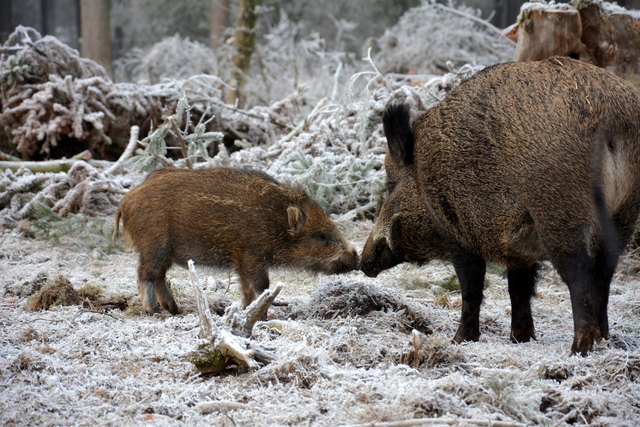 Bache und Jungtier beim Beschnuppern.