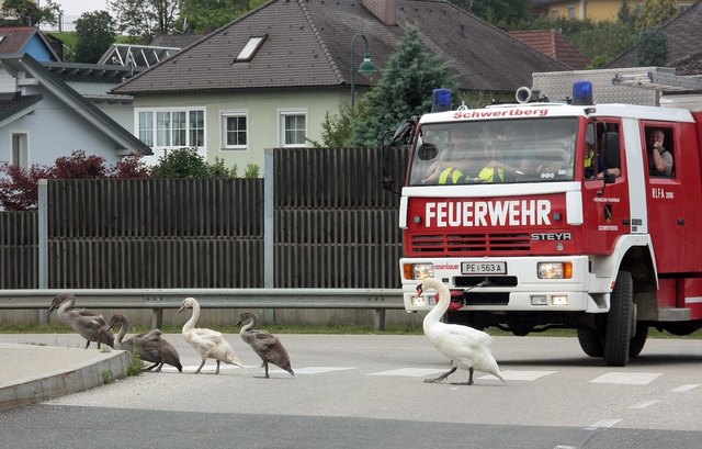 Nicht immer hatte die Freiwillige Feuerwehr Schwertberg Vorrang. | Foto: FF Schwertberg