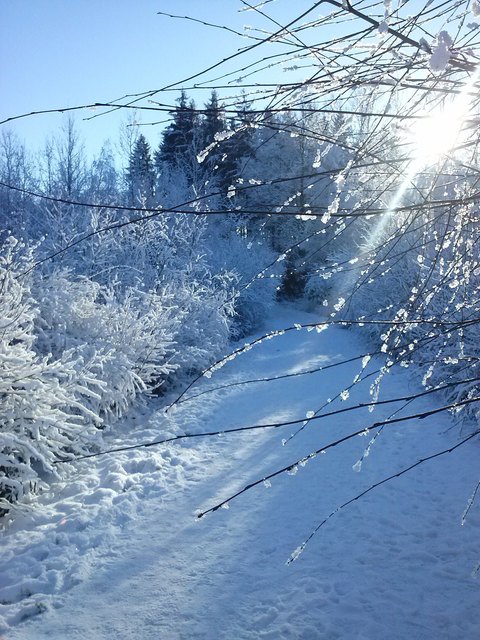 So schön und idyllisch hat Regionaut Henriette Zwettler  den Winter vor die Linse bekommen. | Foto: Henriette Zwettler (Bezirk Gmünd)