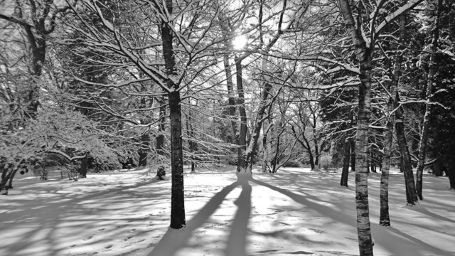 Ein Spaziergang im verschneiten Innsbrucker Hofgarten, bei Sonnenschein und -5,5 Grad.