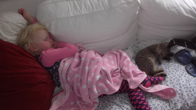 Zwei Kätzchen im Winterschlaf