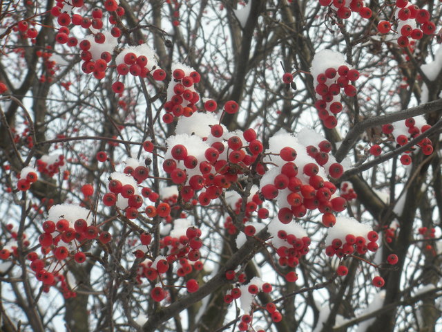 Schneebeeren