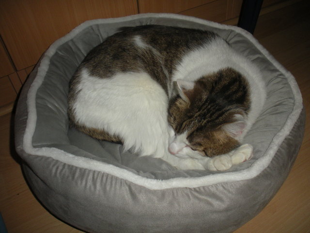 Schlafmütze