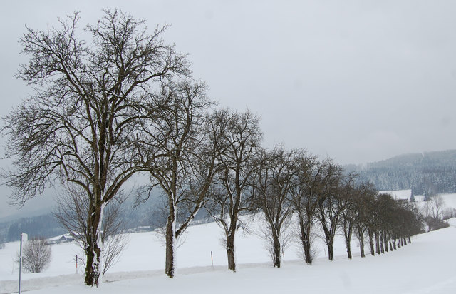 Birnbaumreihe in Leithen