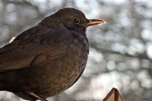 Amsel Dame
