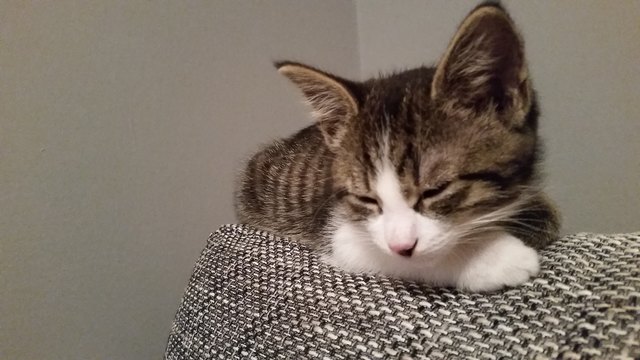 Obwohl Haustiere einfach nur zuckersüß sind, können sie auch unangenehme Gerüche produzieren. Wenn man sich dadurch gestört fühlt, sollte man am besten das Gespräch mit dem Mieter suchen, um das tierische Problem lösen zu können.