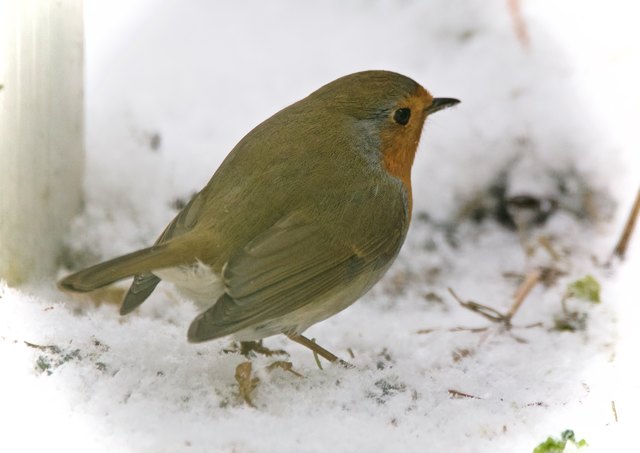 Schnee tut den Vögeln weh.